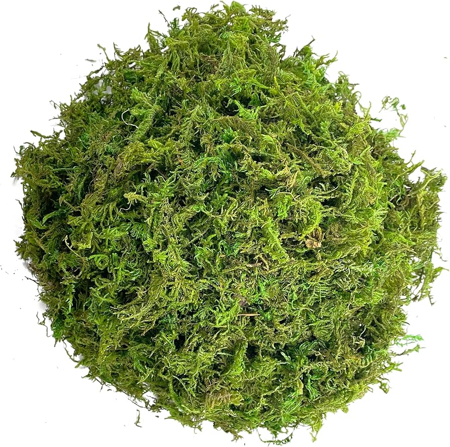 EverGreen Moss