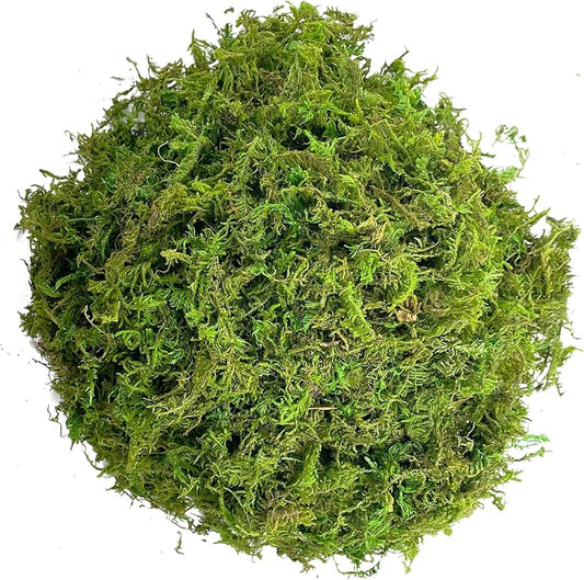 EverGreen Moss